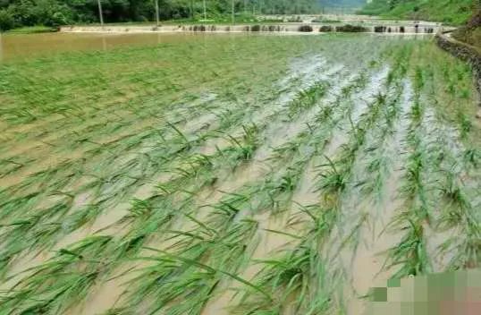 四川雅安强降雨已致7人死亡，那些流离失所的人们将会被安置在哪里呢？