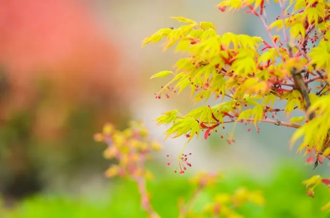 2021年立春具体时间几点到几点 2021年立春开始和结束时间