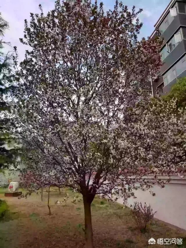 红叶李果实能吃吗？