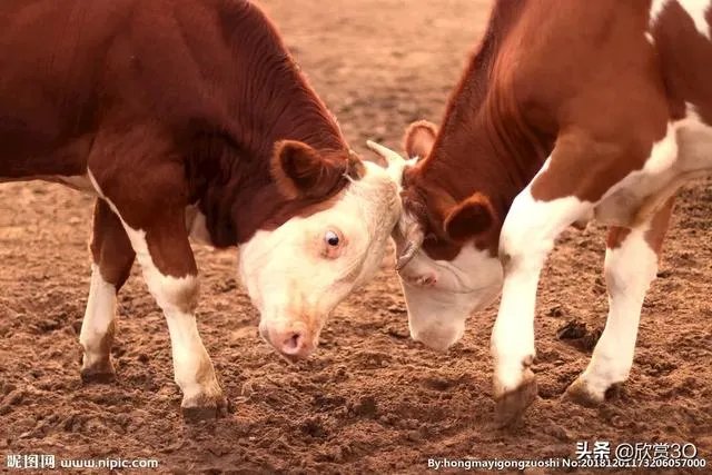 印度退出有中巴参加的军演，是为了避免尴尬？还是因为国内疫情？