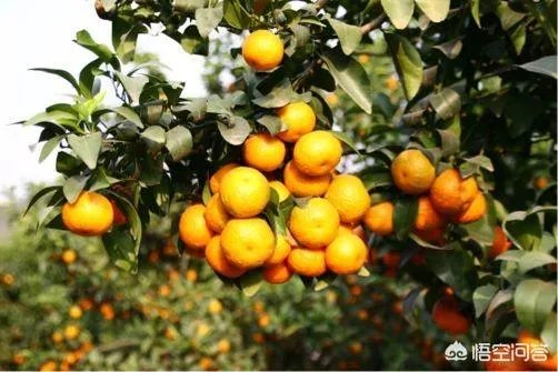 植物防冻剂属于什么类型的农药？