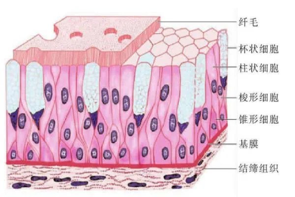身体组织结构图