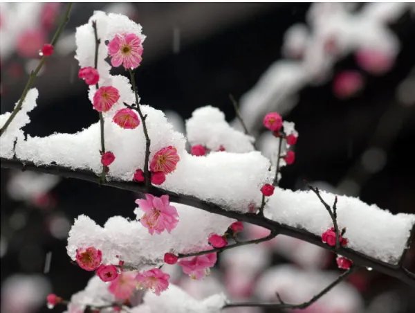 宝剑锋从磨砺出,梅花香自苦寒来。的作者是谁啊