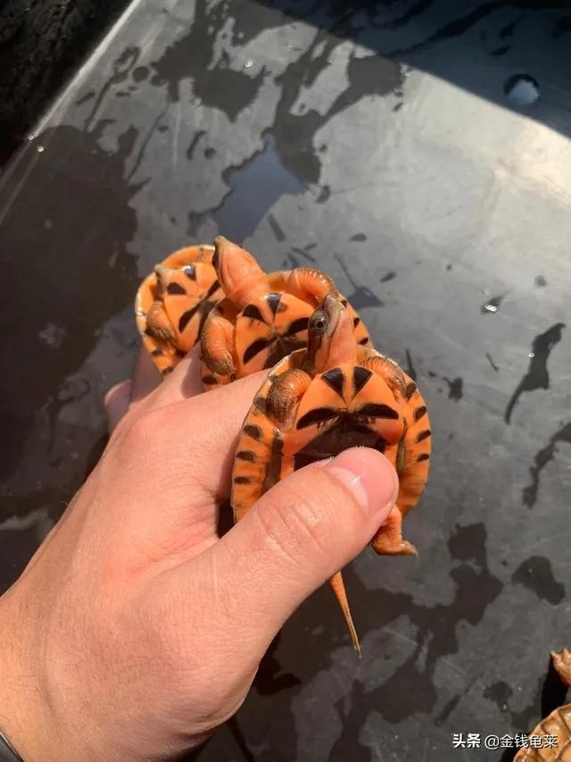 金钱龟吃什么？