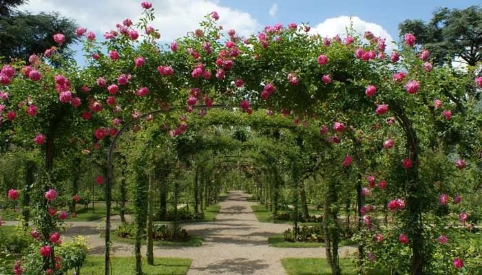 花架尺寸 花架尺寸标准尺寸