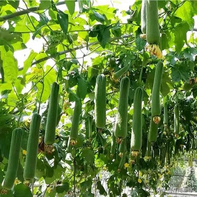 持续高温对丝瓜种植有什么影响？