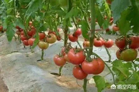 农民怎样才能发家致富?哪里的农民最赚钱？