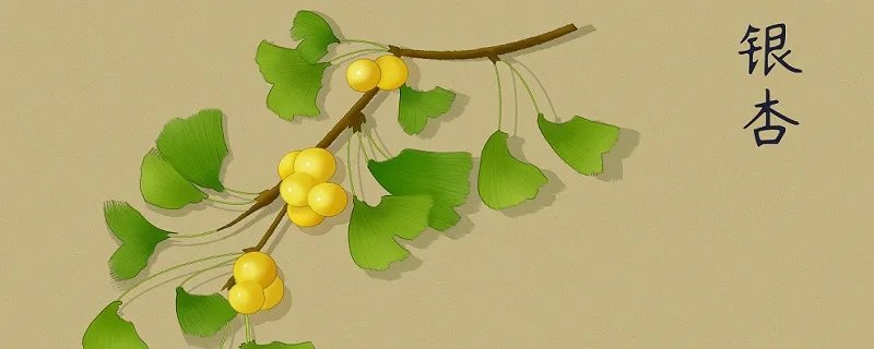 中国银杏之乡是哪里 中国银杏之乡在什么地方