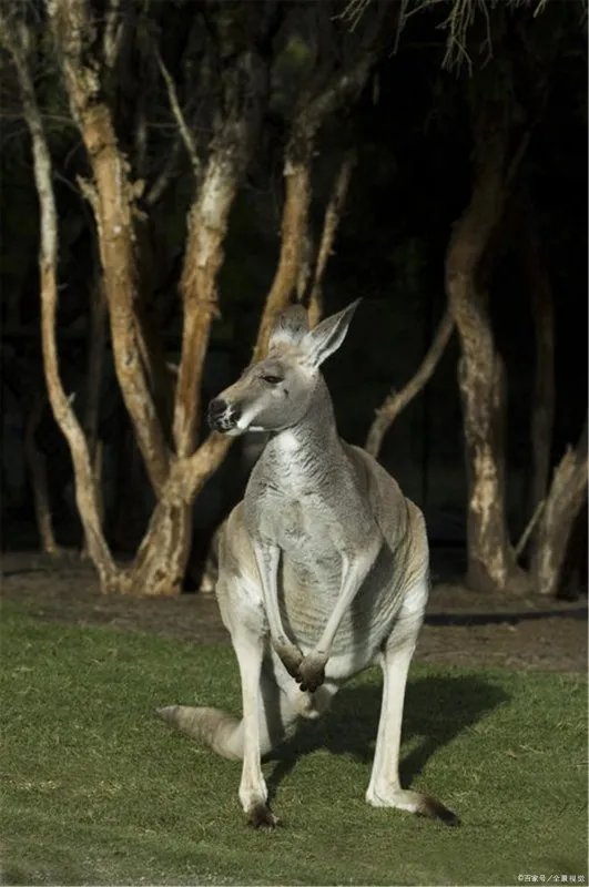 袋鼠的尾巴有什么作用？
