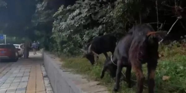 大妈闹市放羊啃食绿化带是怎么回事？