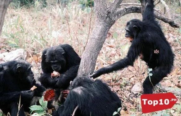 死亡之虫显真身！全球十大震惊世界的神秘怪兽