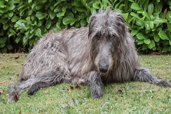 世界上十大最丑的狗 墨西哥无毛犬腿细短皮肤皱巴