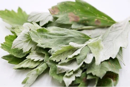 艾叶有哪些作用