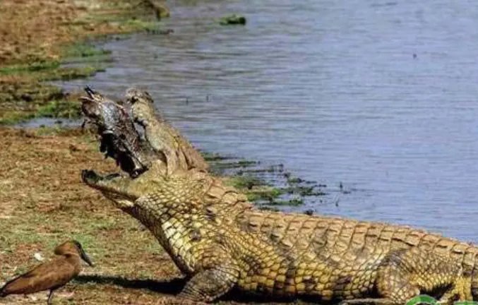 鳄鱼属于哪类动物？