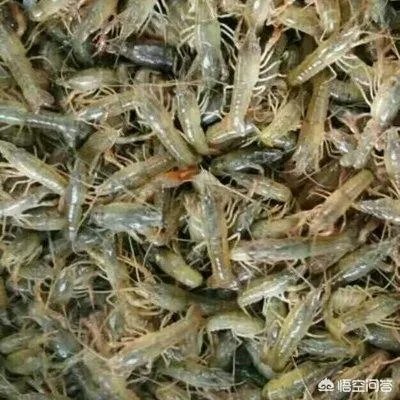 如何选择小龙虾的种苗？
