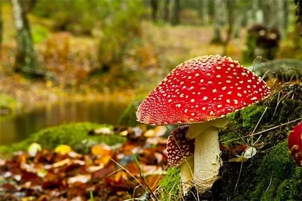 世界十大致命毒蘑菇：焦脚菌上榜，死亡帽毒性最大