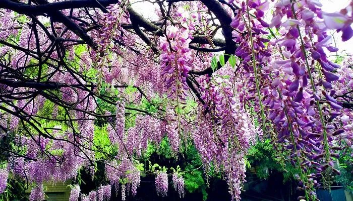 紫藤萝瀑布本文主要写了什么内容 藤萝瀑布内容概述