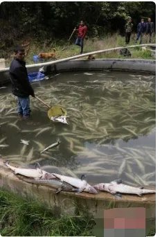 养殖场万余条中华鲟一夜全部死亡查出原因了吗？