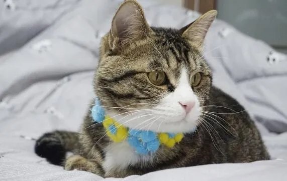 为什么猫咪能像液体一样缩在小盒子里  小猫为什么能像液体一样