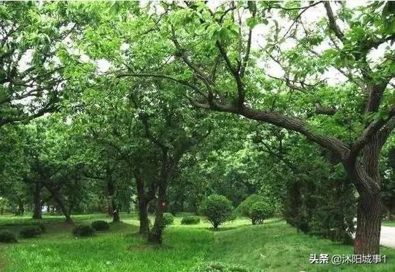 沭阳有什么景点？