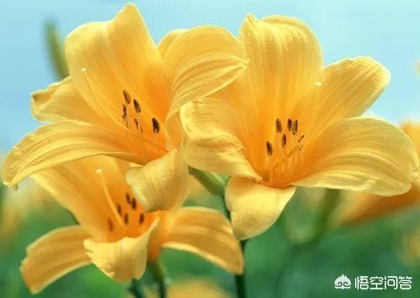 怎么种植百合花？