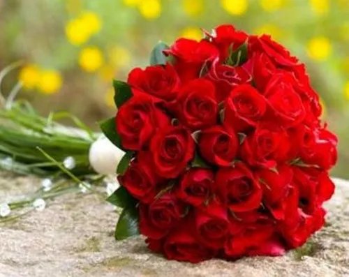 十一朵玫瑰花的花语是什么意思 表白送什么花多少朵