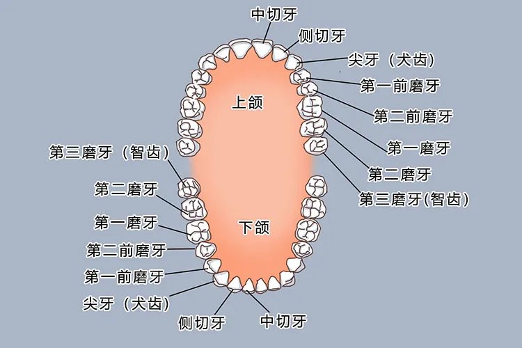 牙的结构图及名称图片