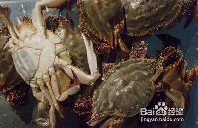 巨大拟滨蟹的鉴别方法