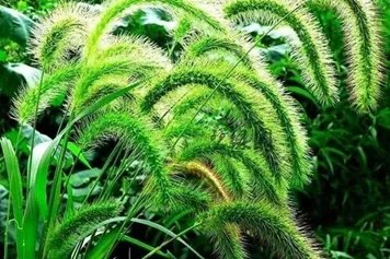 九尾草的功效与作用