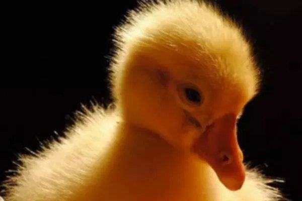 男子网购孔雀蛋却孵出鸭子，这背后的真相到底是什么？