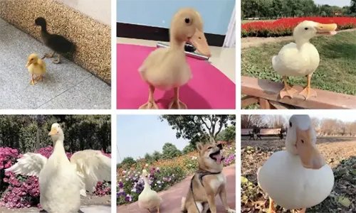 王珞丹微博挂寻鸭启事，你怎么看待这件事？