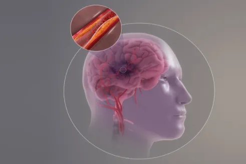 大脑结构图解大全