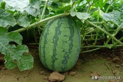 西瓜滞销的原因有哪些？农村地区公路限高会导致滞销吗？农民该如何应对？