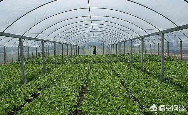 农民怎样才能发家致富?哪里的农民最赚钱？