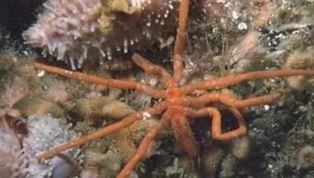 巨型海蜘蛛：极地巨大症腿长25厘米（图）