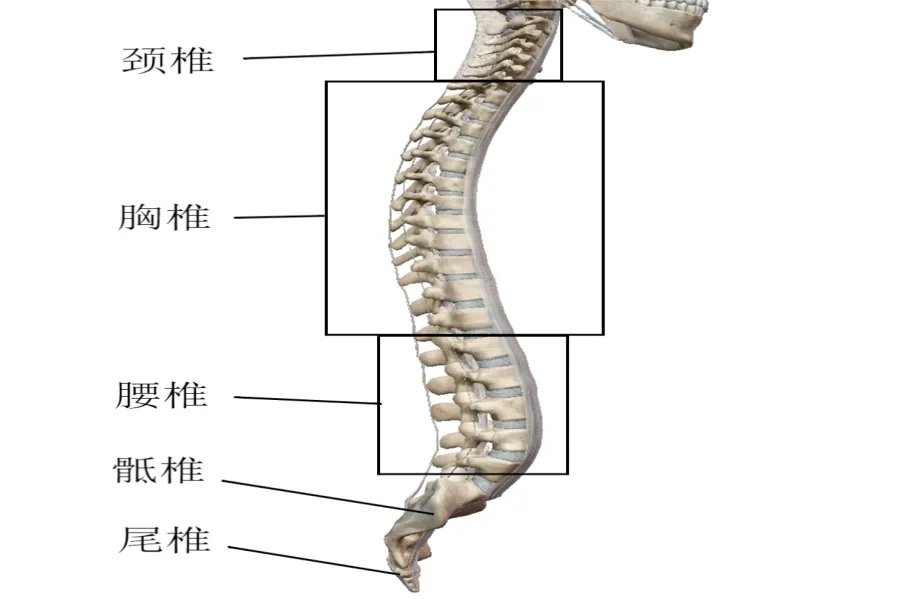 脊柱图解结构图