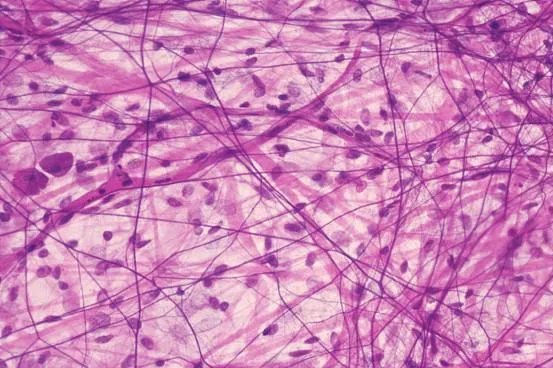 身体组织结构图