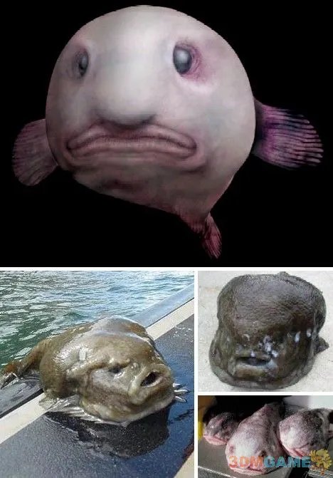 巨丑无比吓倒众人！世界上最丑陋的13种动物