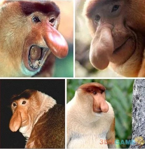 巨丑无比吓倒众人！世界上最丑陋的13种动物