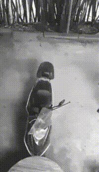 求超级搞笑的图片？