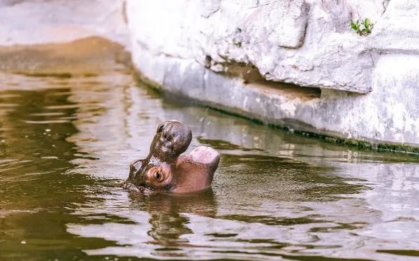 熊孩子隔离酒店内涂抹粪便致千人感染，会受到什么处罚？