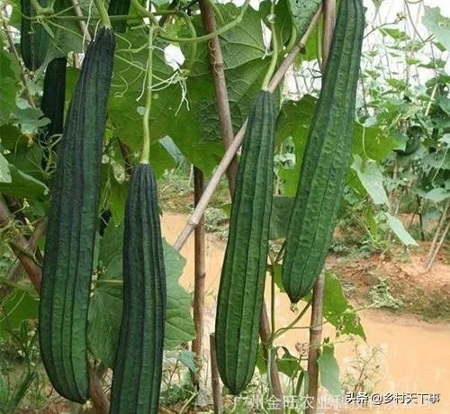 持续高温对丝瓜种植有什么影响？