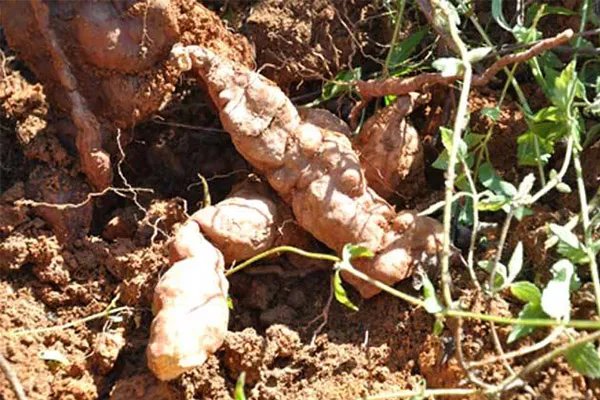 云南十大名贵药材，何首乌只能垫底，第三被称为仙草