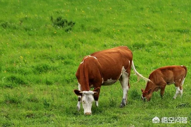 如何科学养牛？