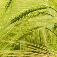 小麦除草剂现在适合打吗？