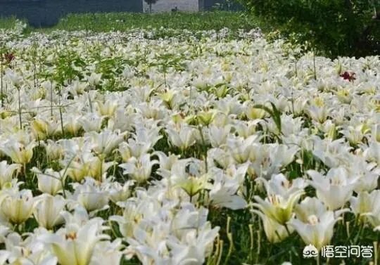 怎么种植百合花？