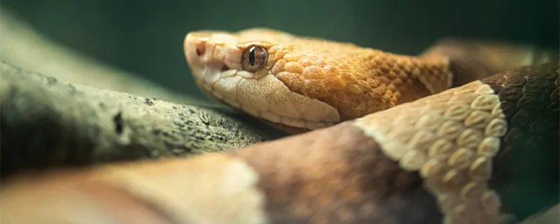 女娲补天什么动物 女娲补天是什么动物