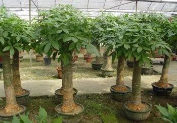 招财树的养殖方法