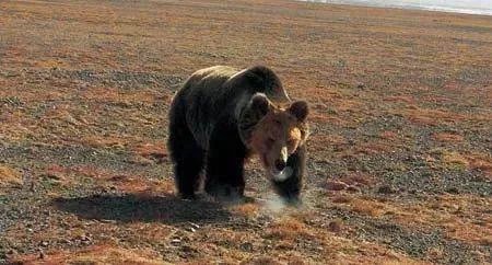 藏棕熊长啥样？为何藏棕熊非常罕见？