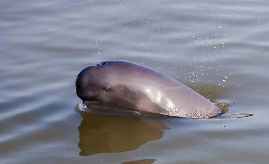 南京长江出现江豚妈妈背着江豚宝宝戏水的场景，这一场景有多温馨？